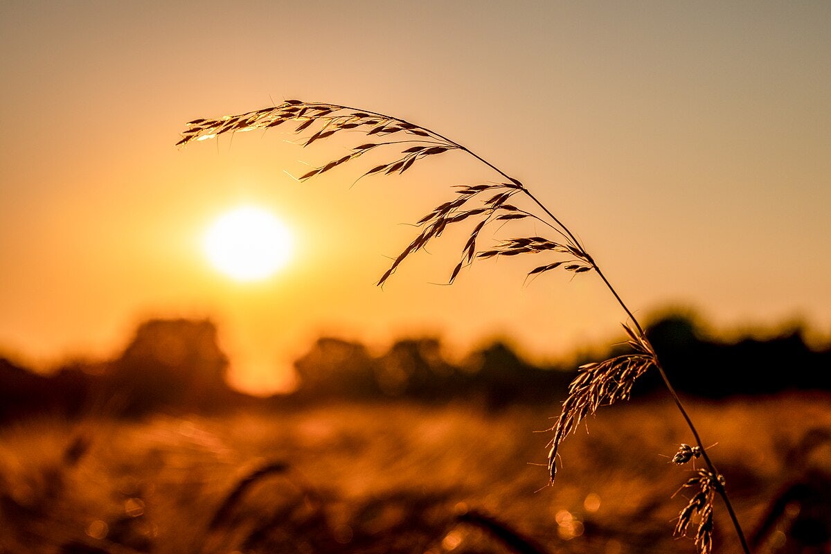 Click to View Larger