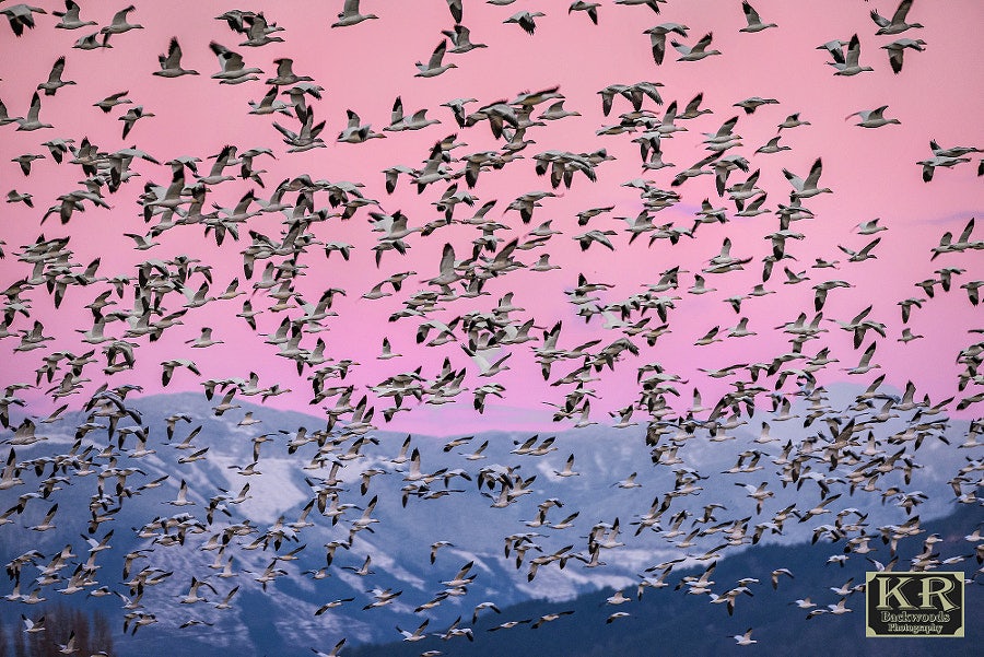 Click to View Larger