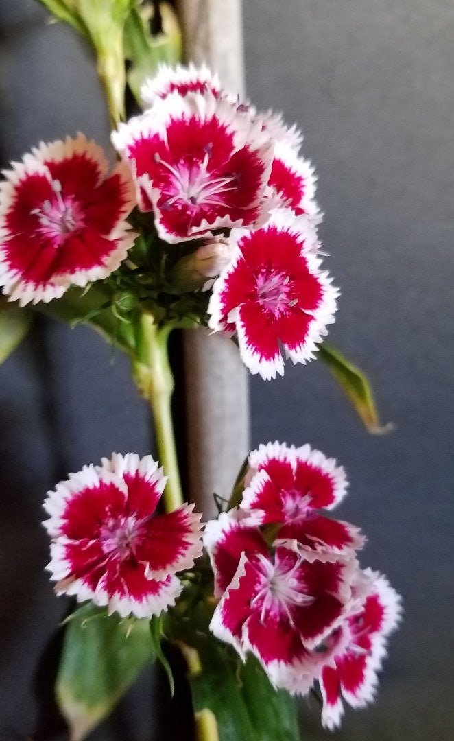 Click to View Larger