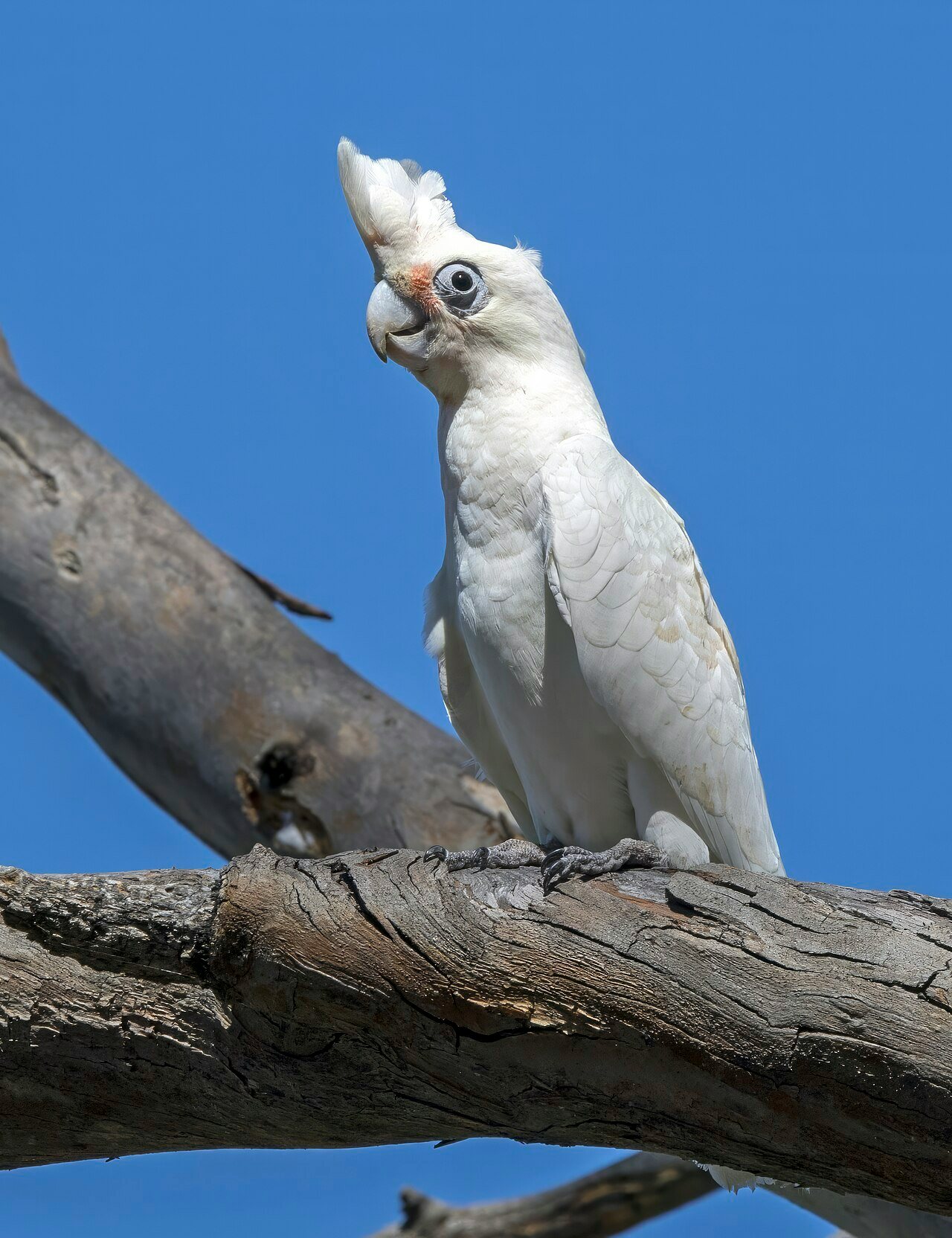 Click to View Larger