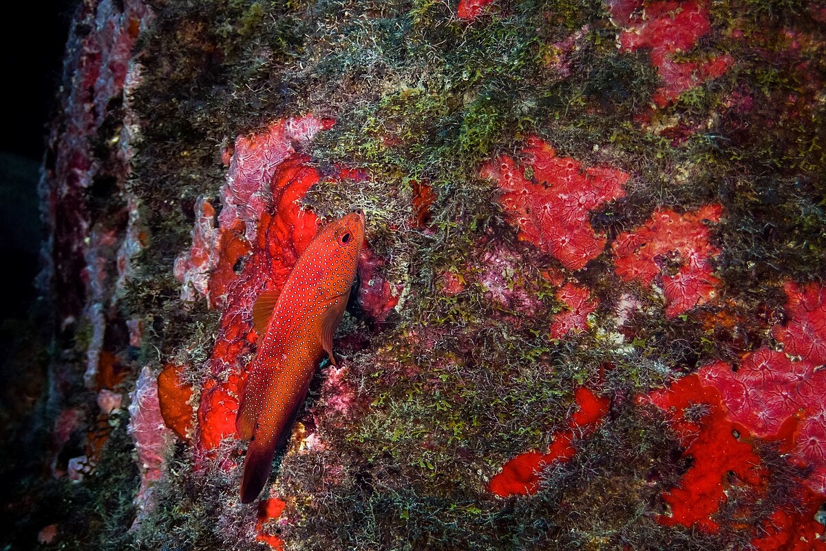 Click to View Larger