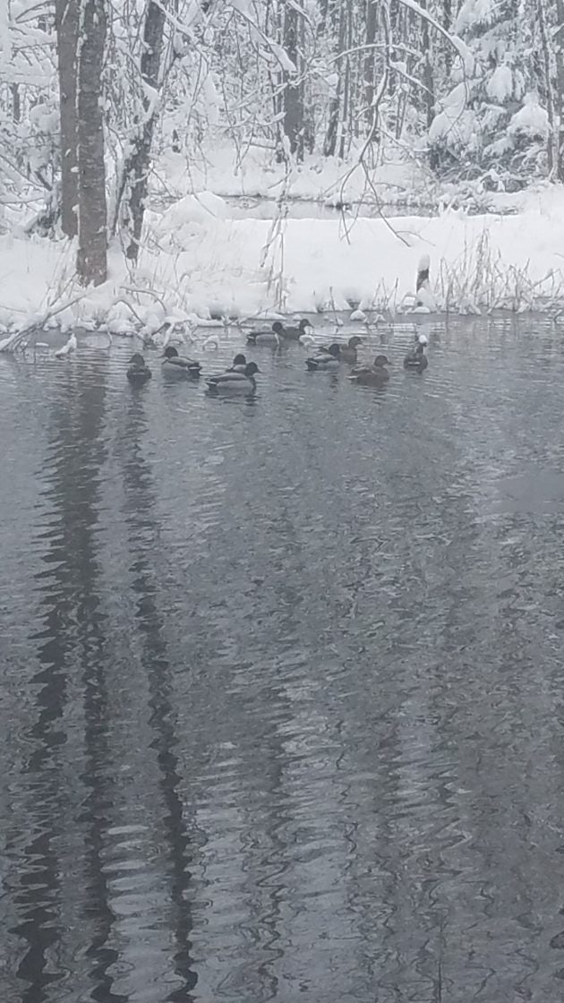 Click to View Larger