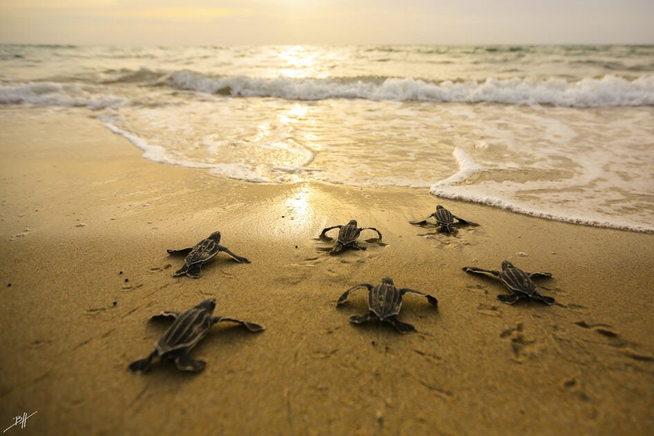 Click to View Larger