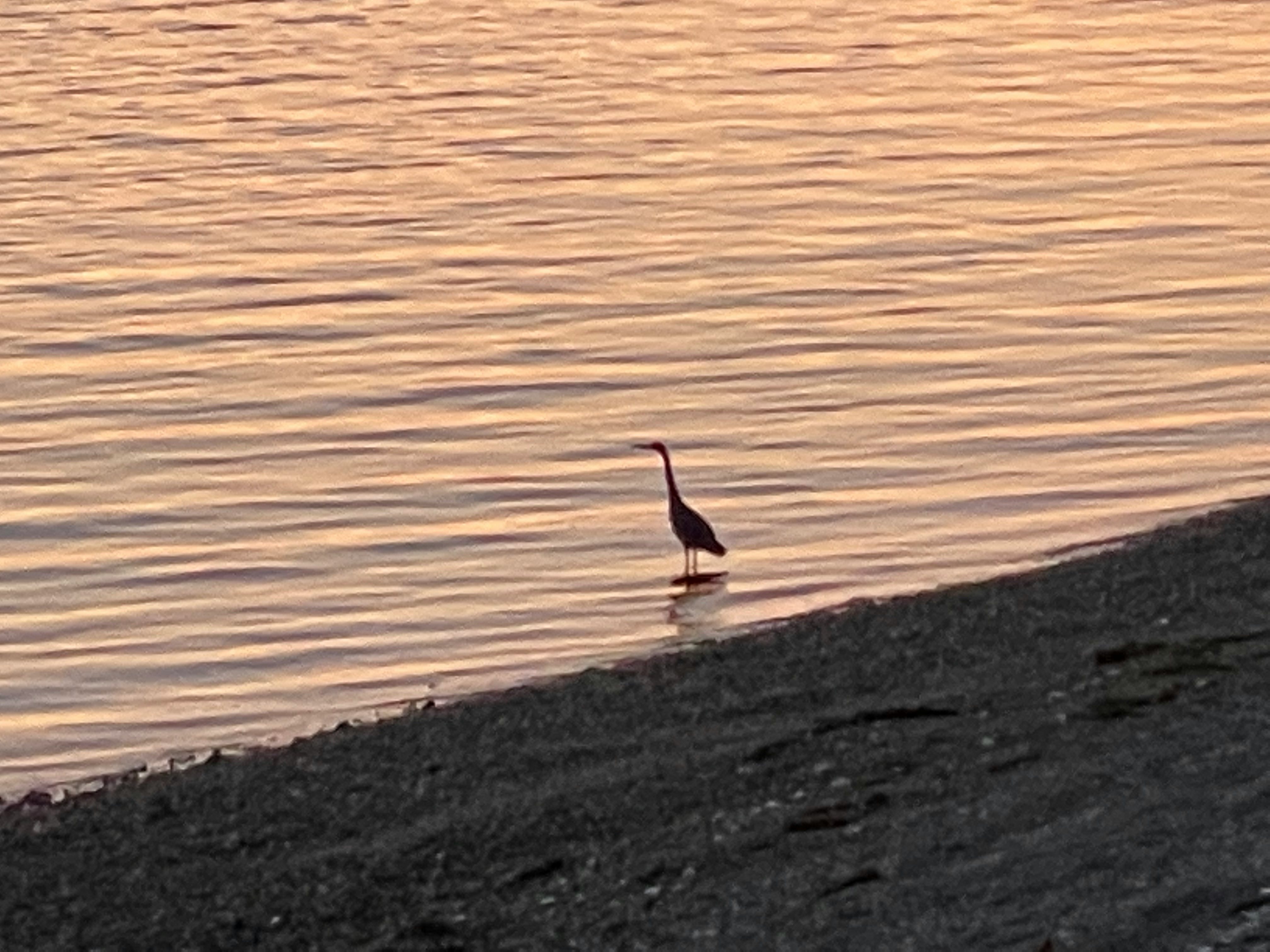 Click to View Larger