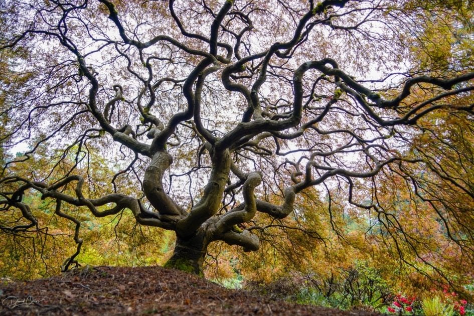 Click to View Larger