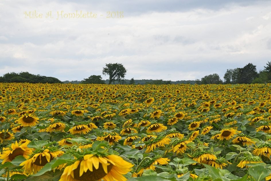 Click to View Larger