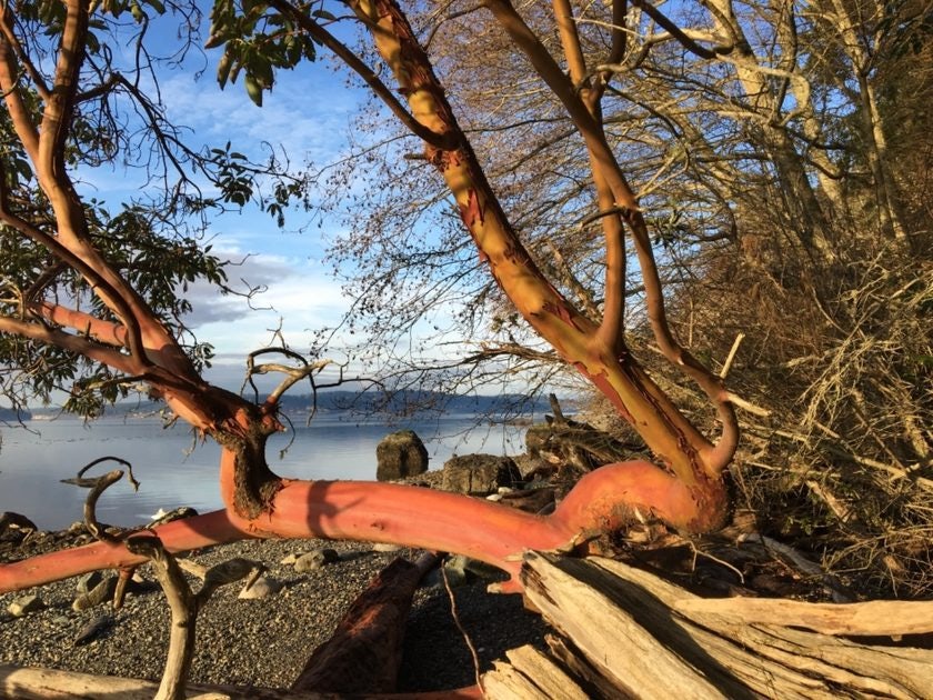 Click to View Larger