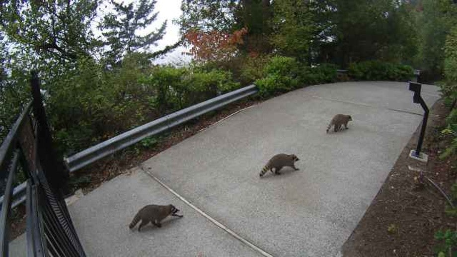 Click to View Larger