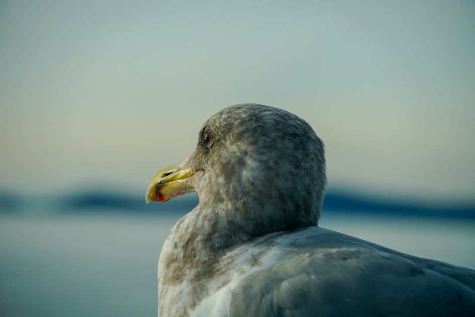 Click to View Larger