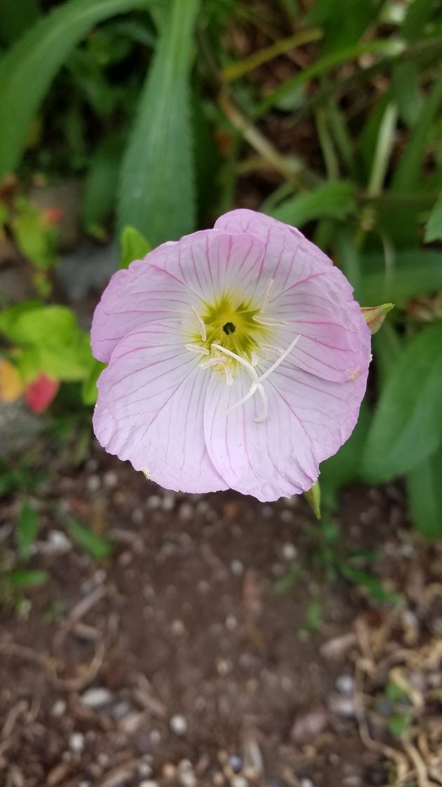 Click to View Larger