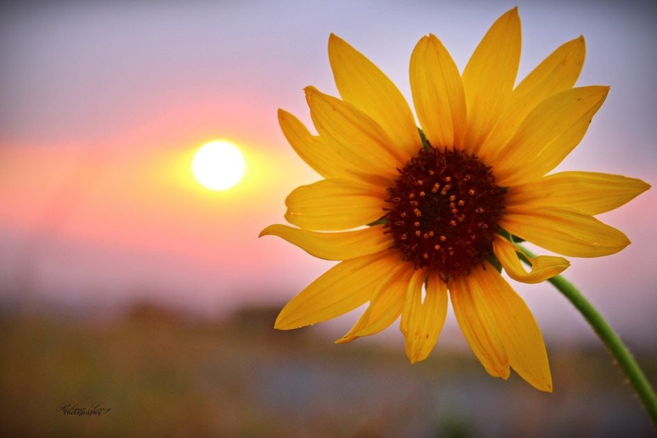 Click to View Larger