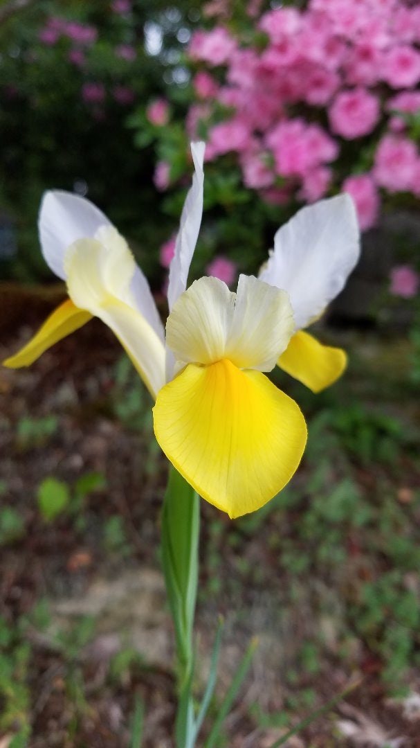 Click to View Larger