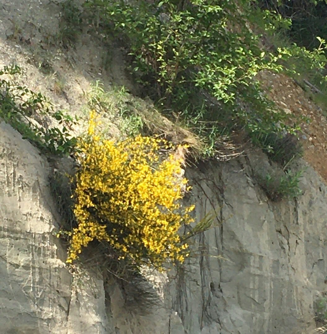 Click to View Larger