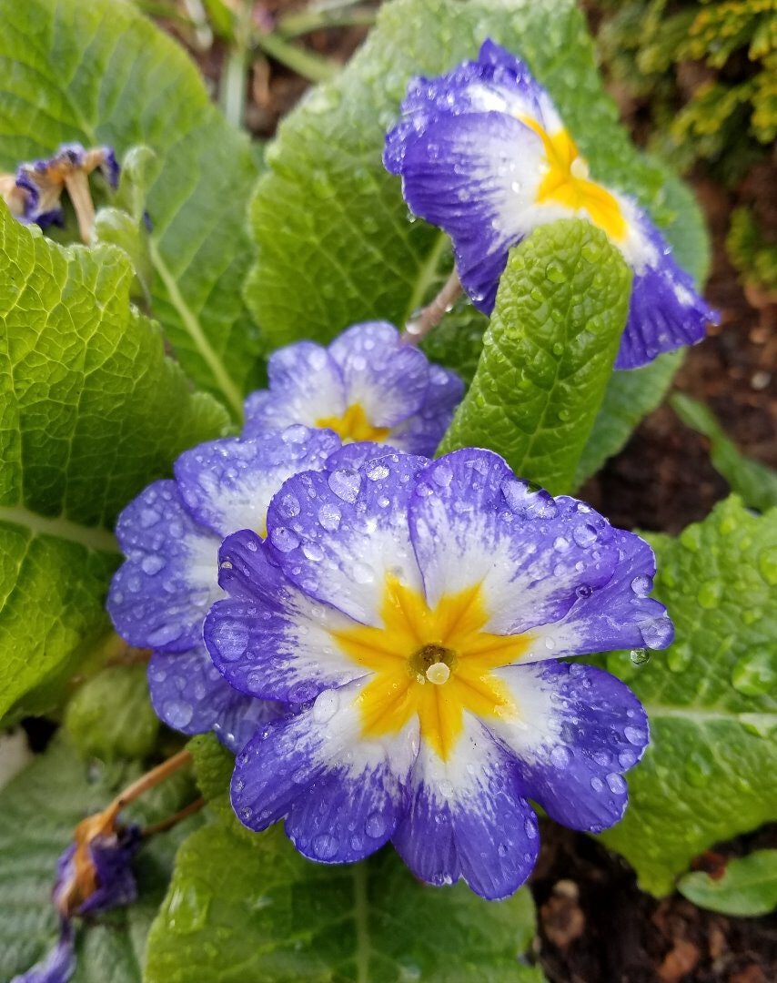 Click to View Larger