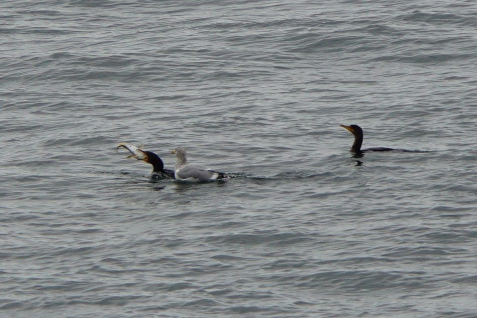 Click to View Larger