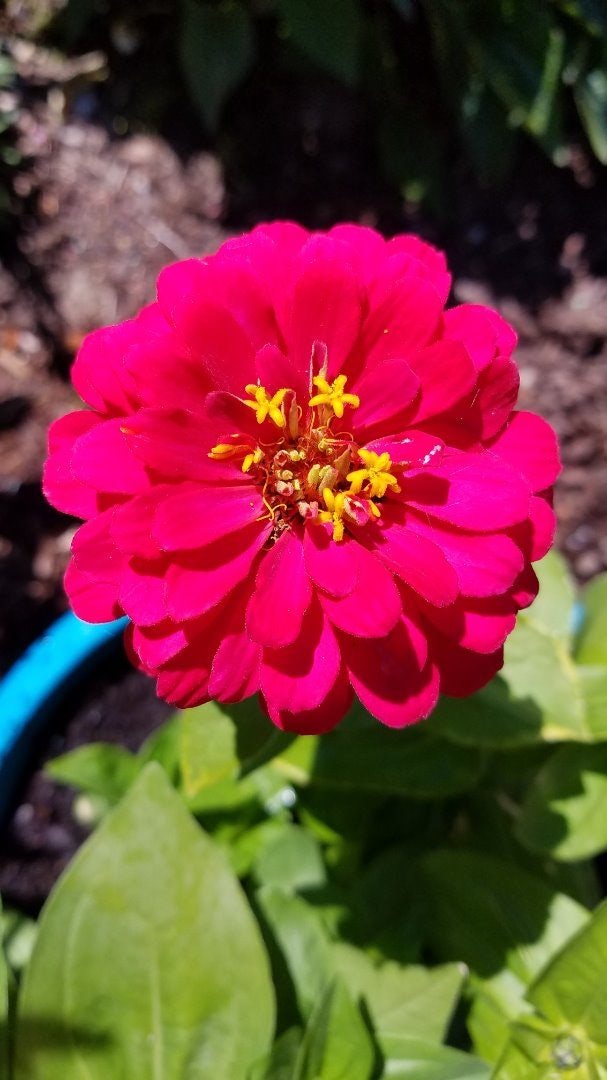 Click to View Larger