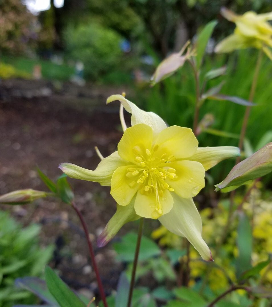 Click to View Larger