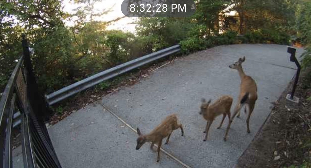 Click to View Larger