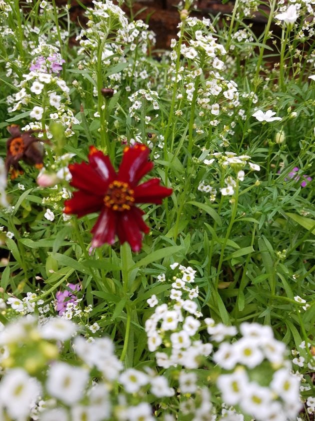 Click to View Larger