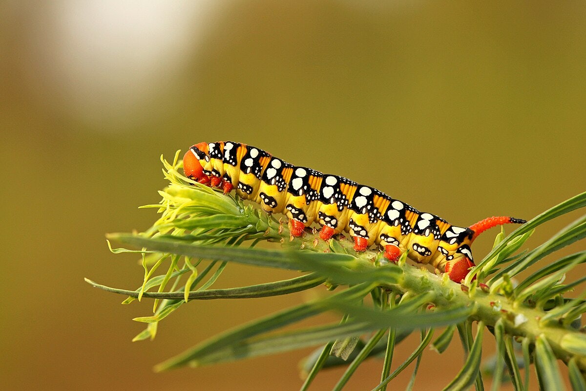 Click to View Larger