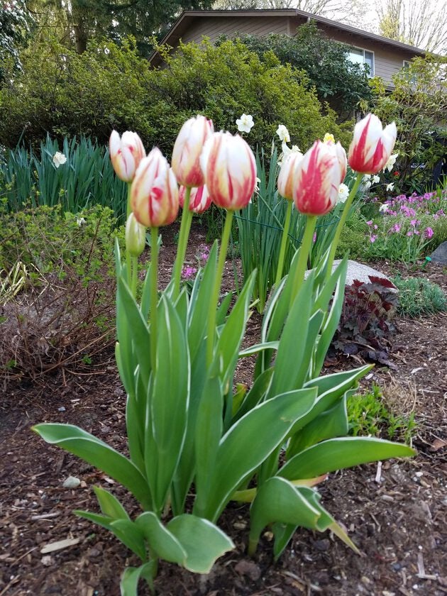 Click to View Larger