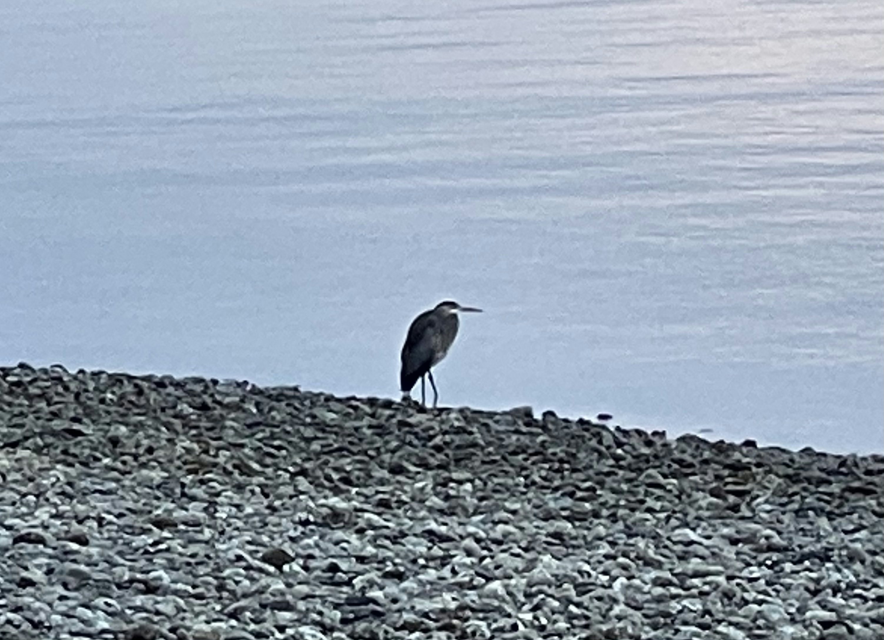 Click to View Larger