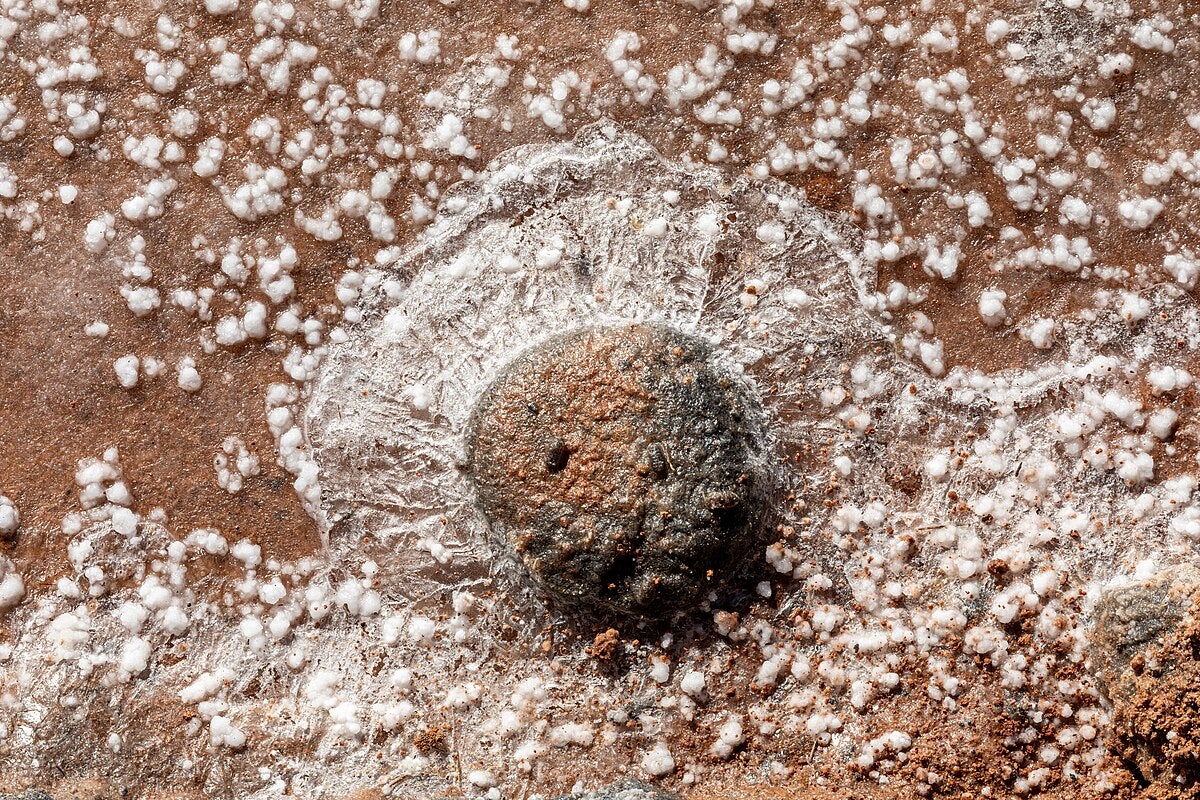 Click to View Larger