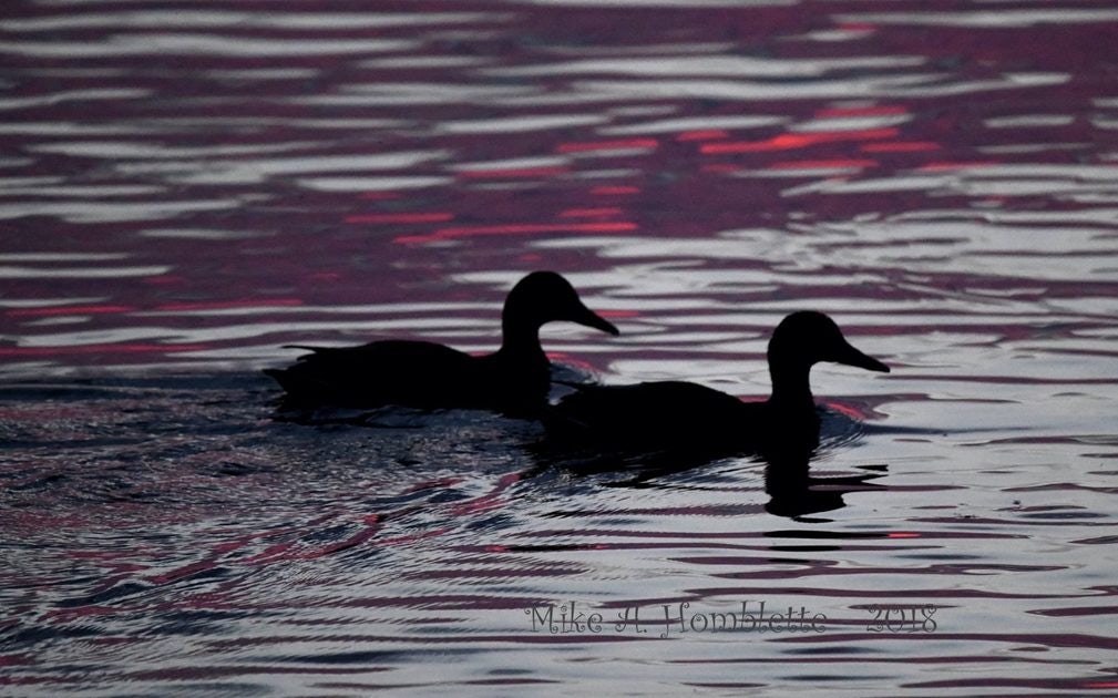 Click to View Larger