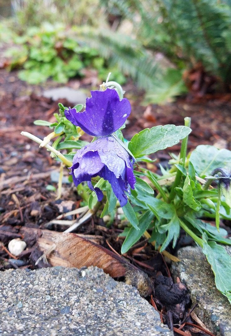 Click to View Larger