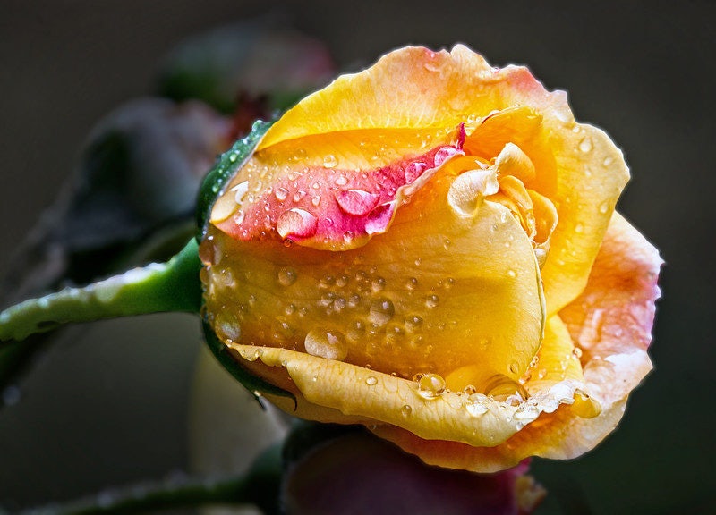 Click to View Larger