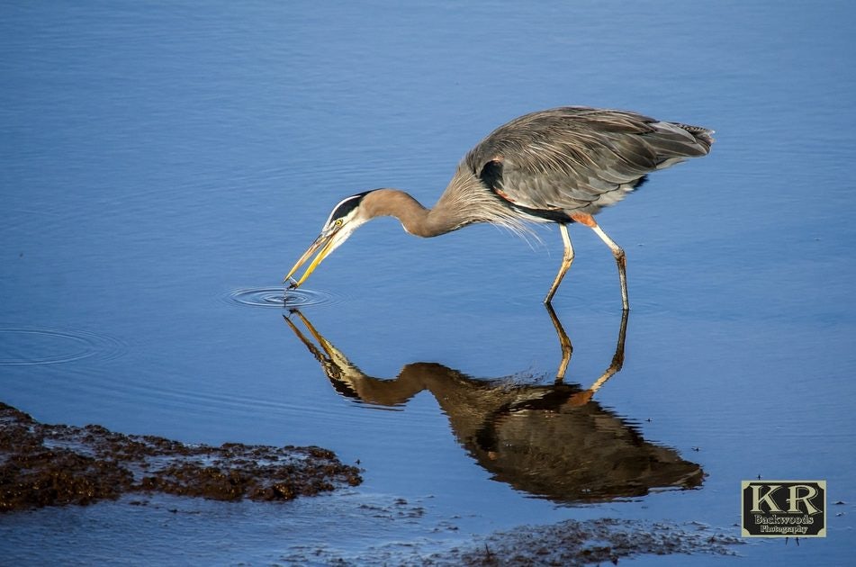 Click to View Larger