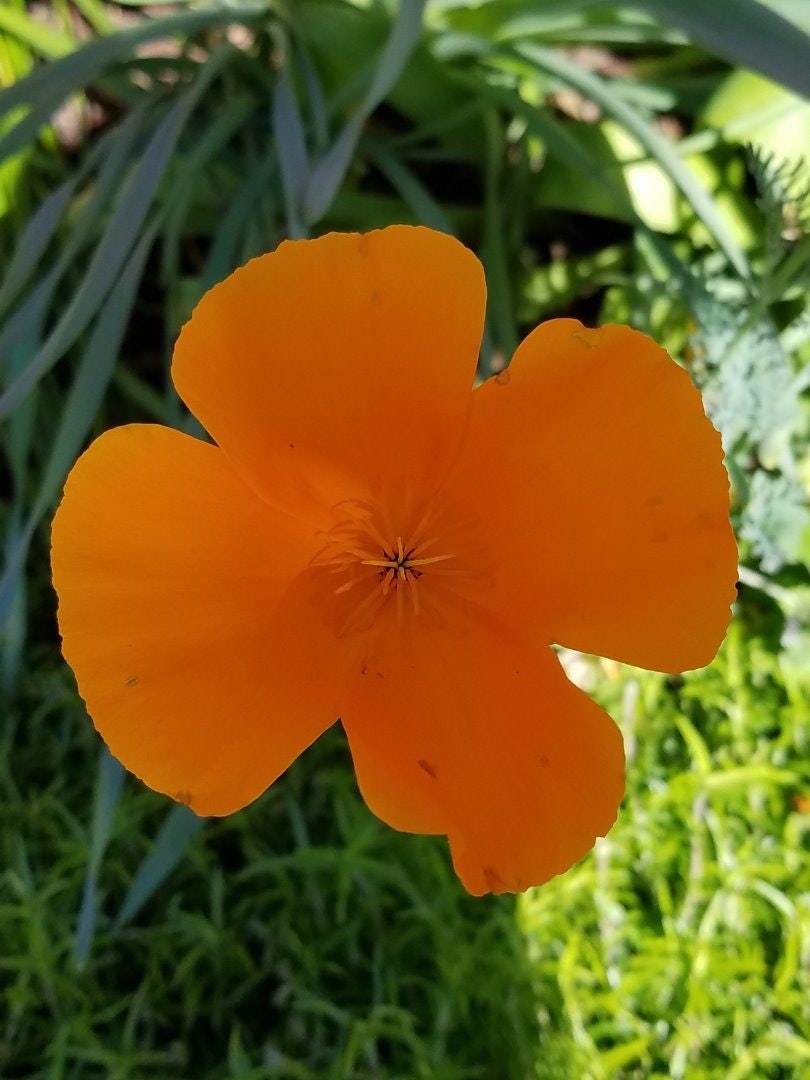 Click to View Larger