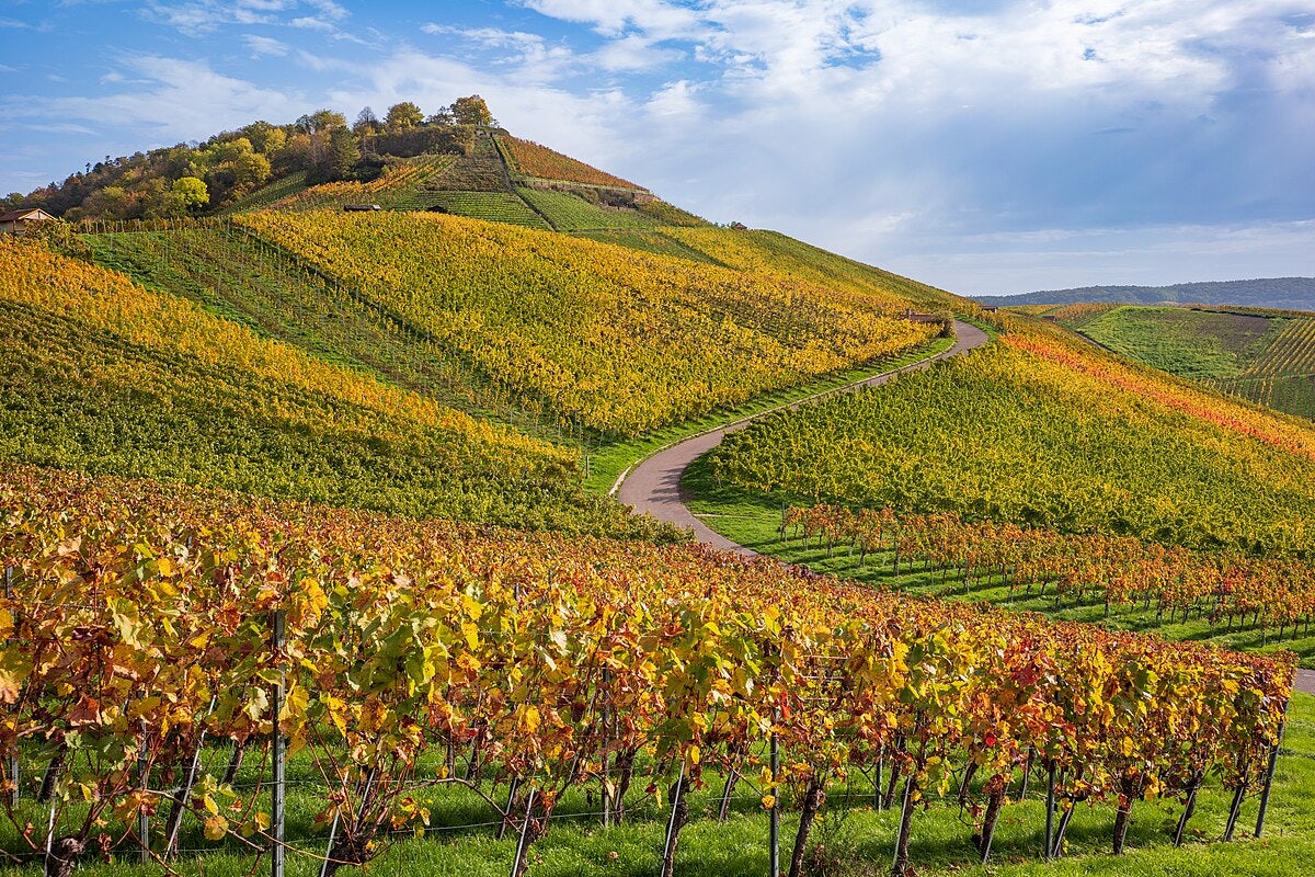 Click to View Larger