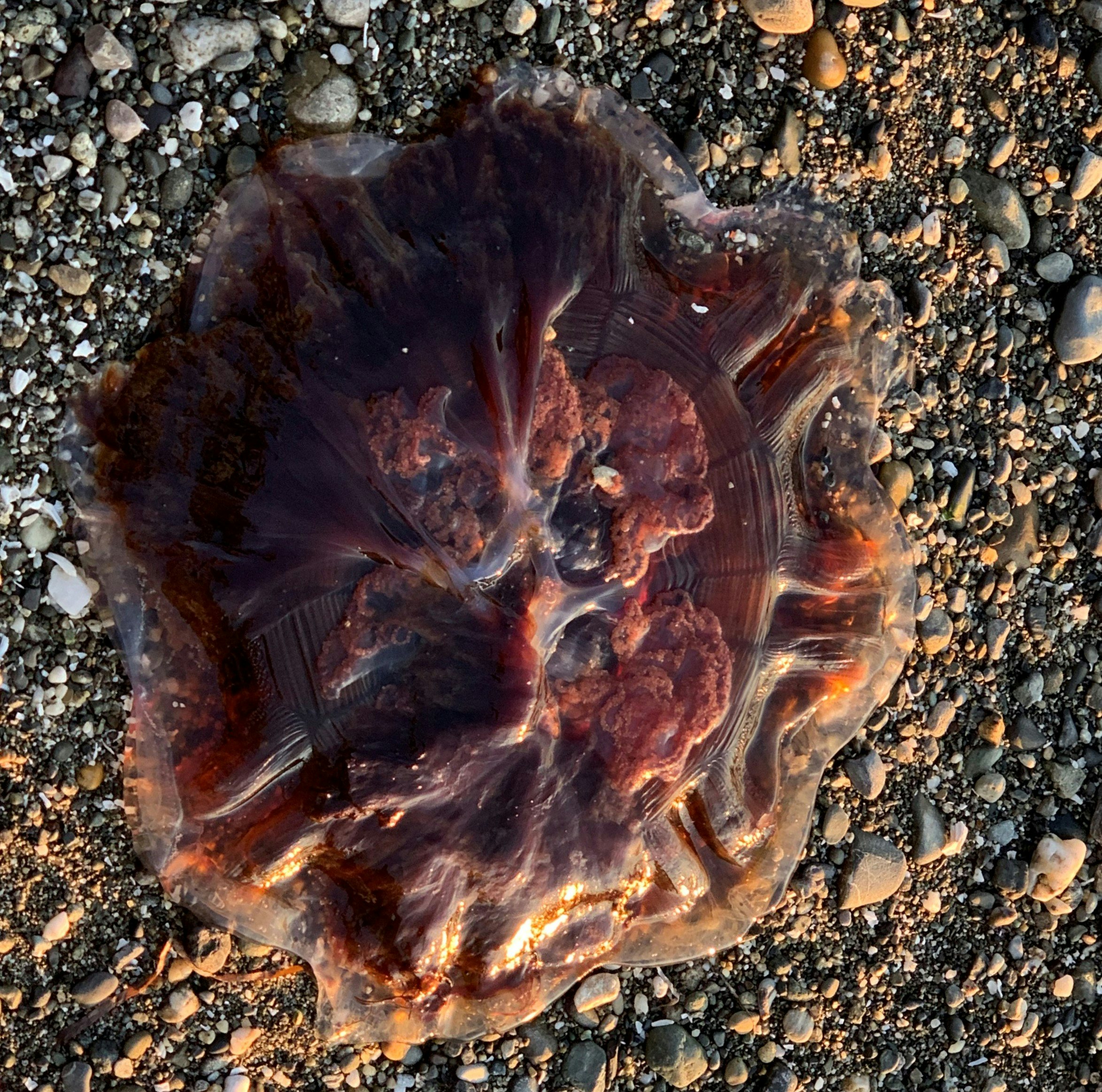 Click to View Larger