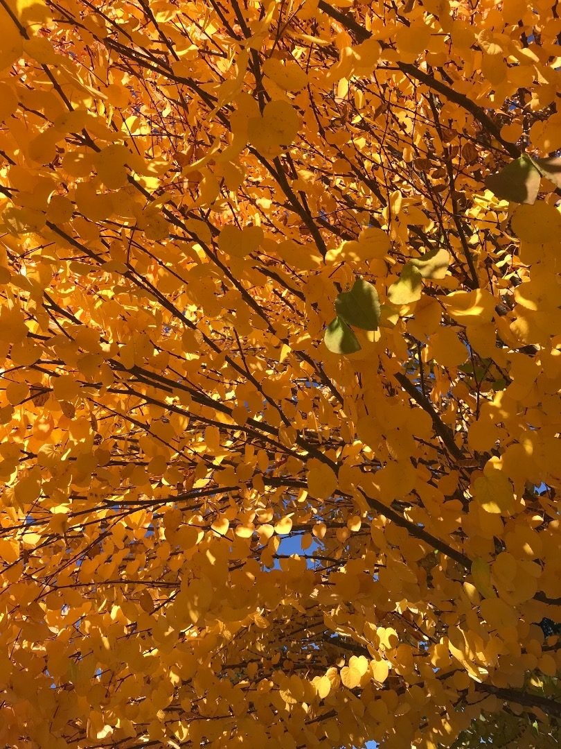 Click to View Larger