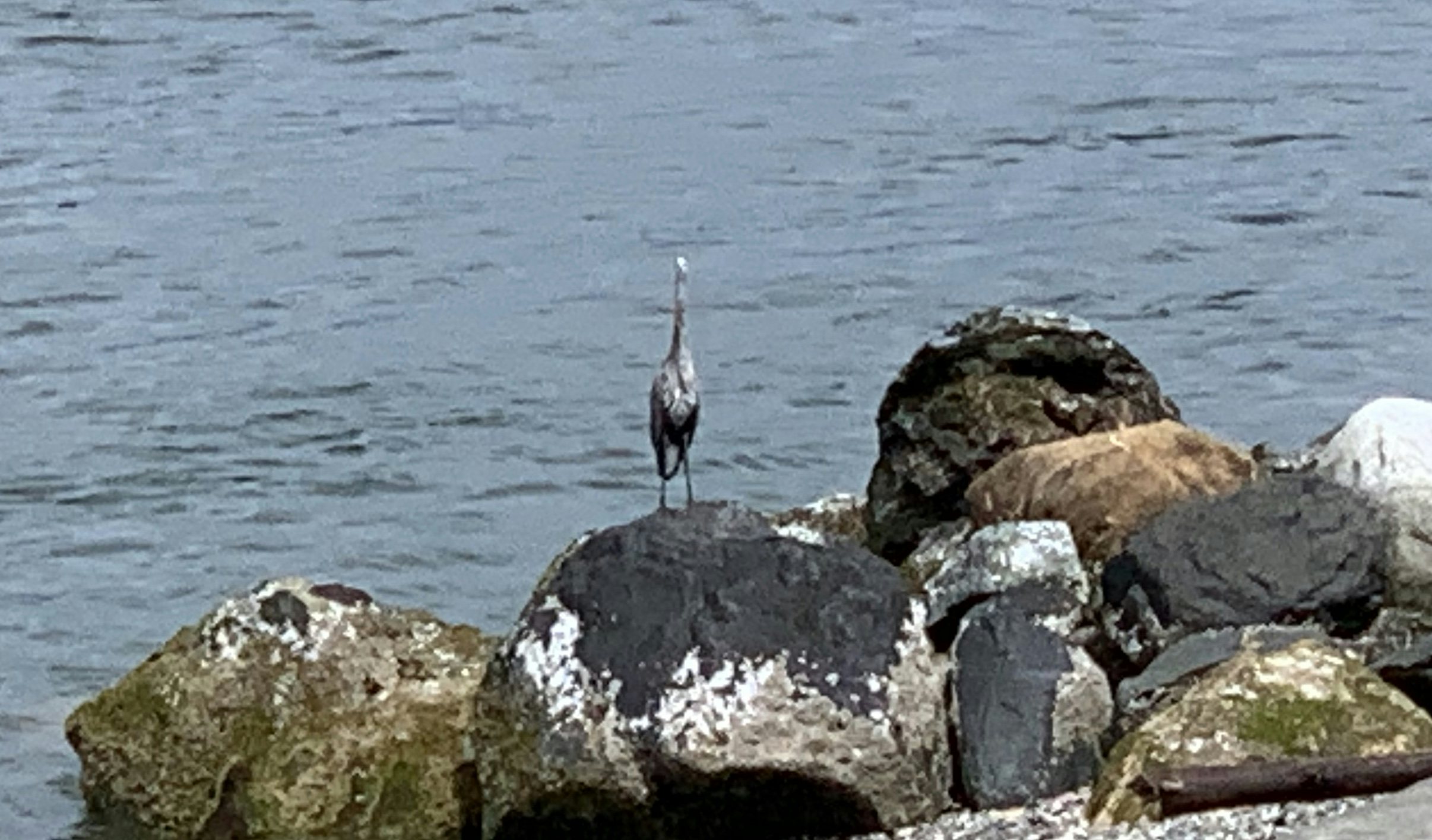 Click to View Larger