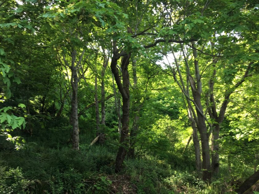 Click to View Larger