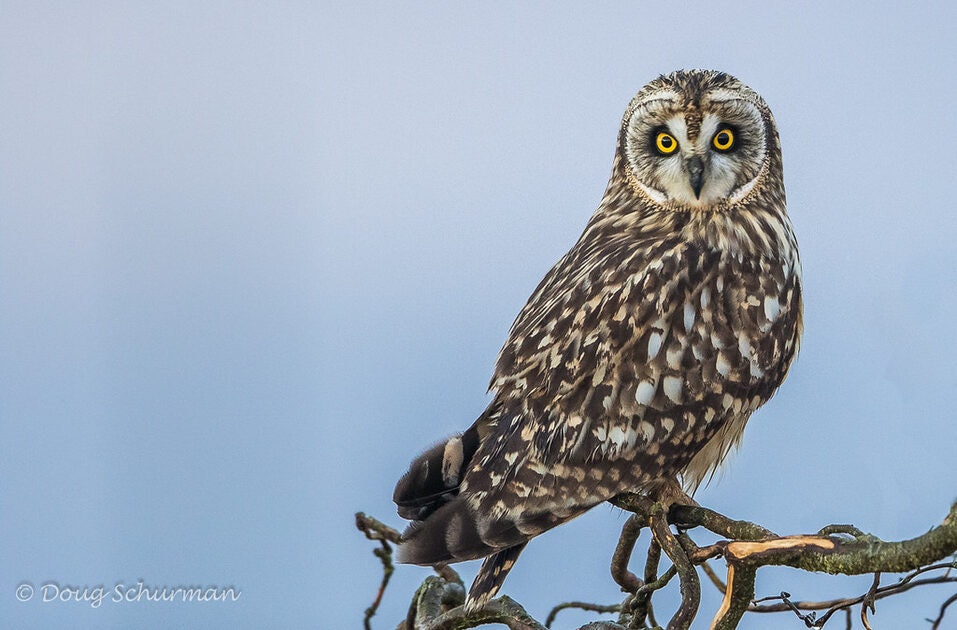 Click to View Larger