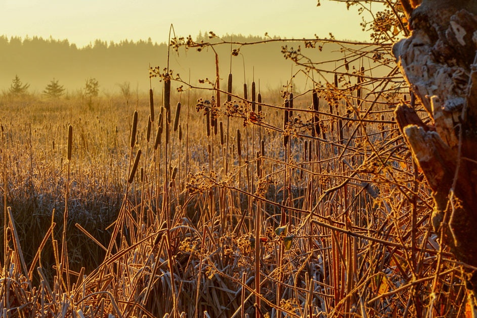 Click to View Larger