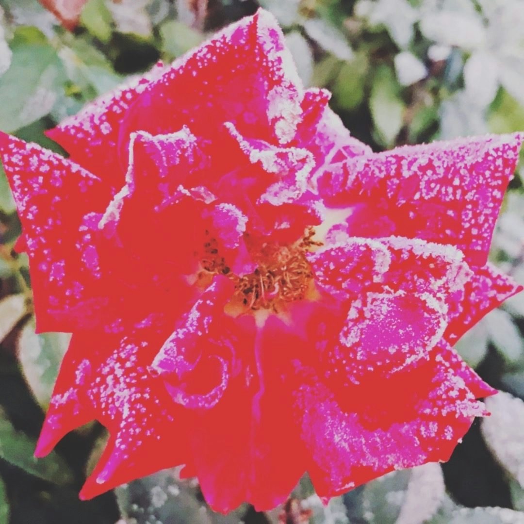 Click to View Larger