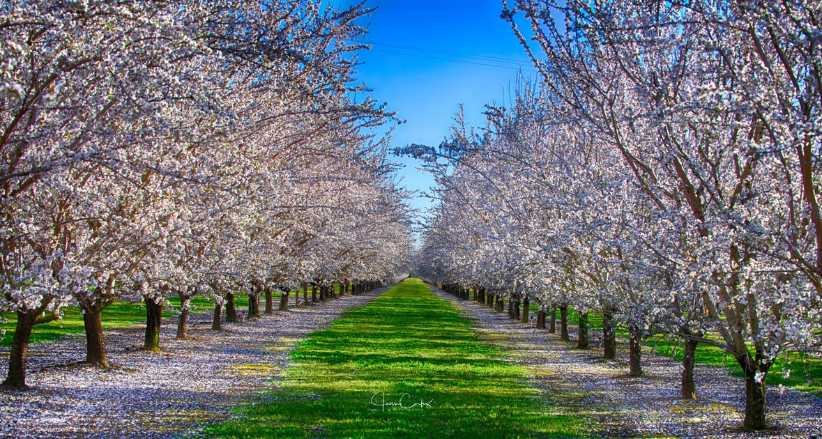 Click to View Larger