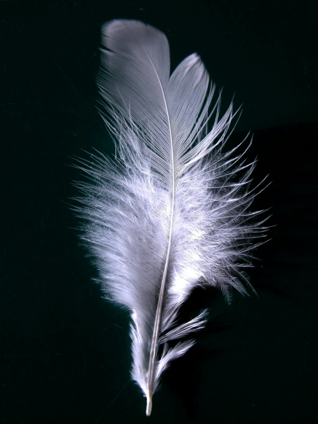 Click to View Larger