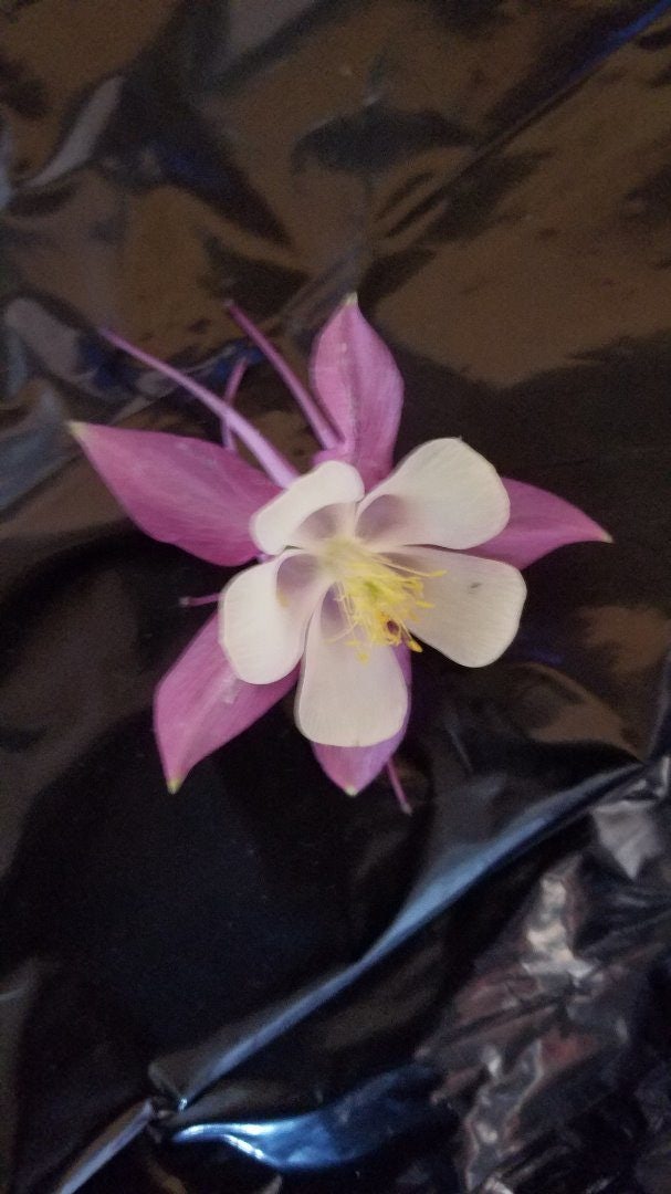 Click to View Larger