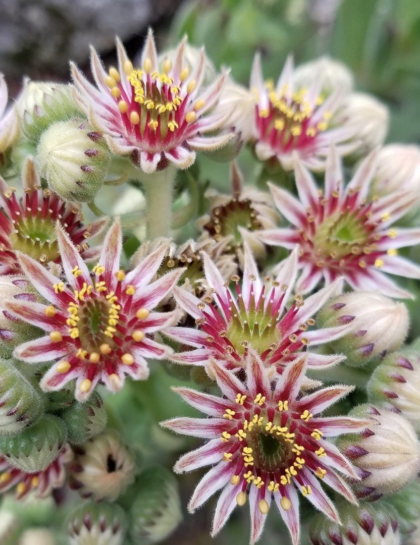 Click to View Larger