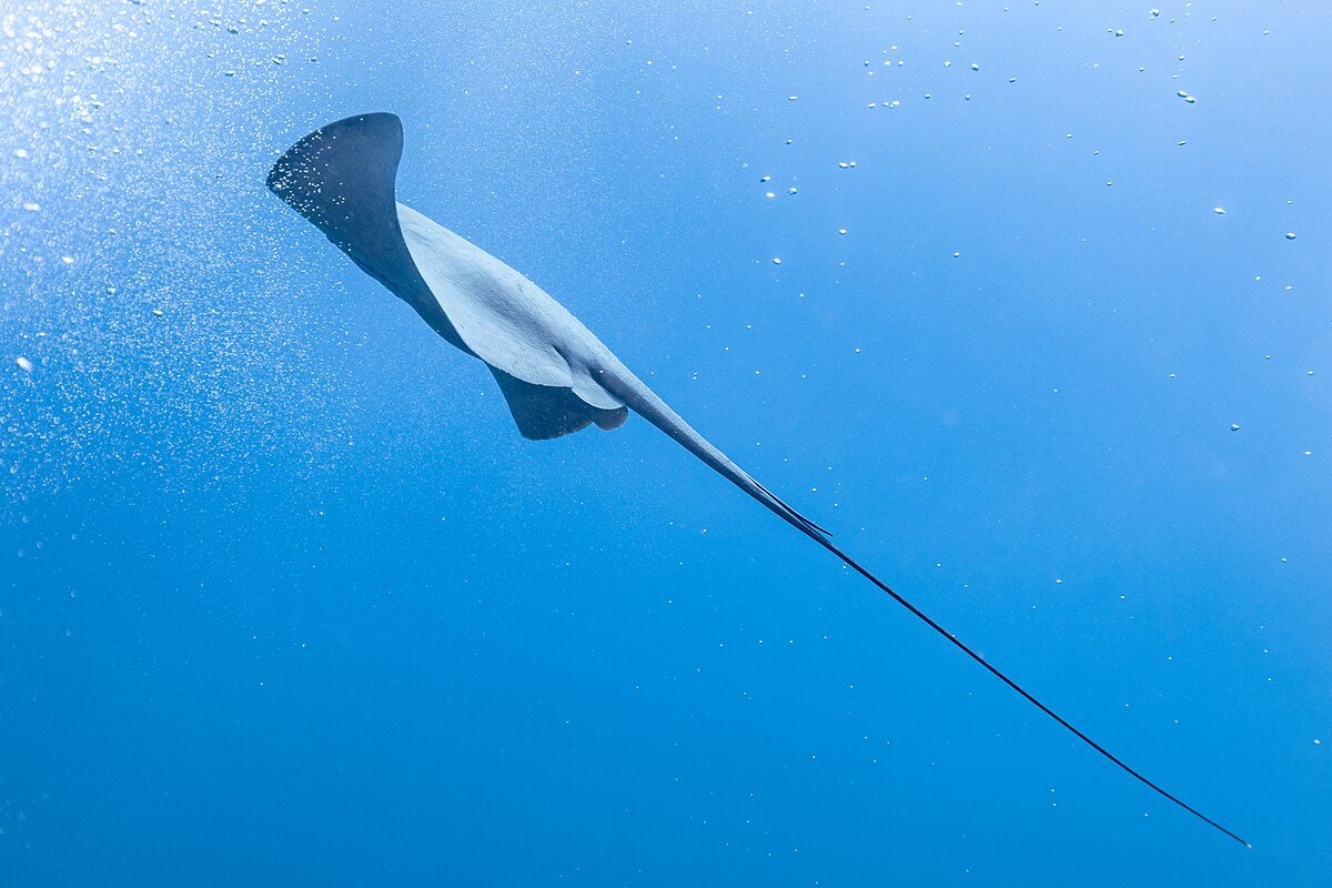 Click to View Larger