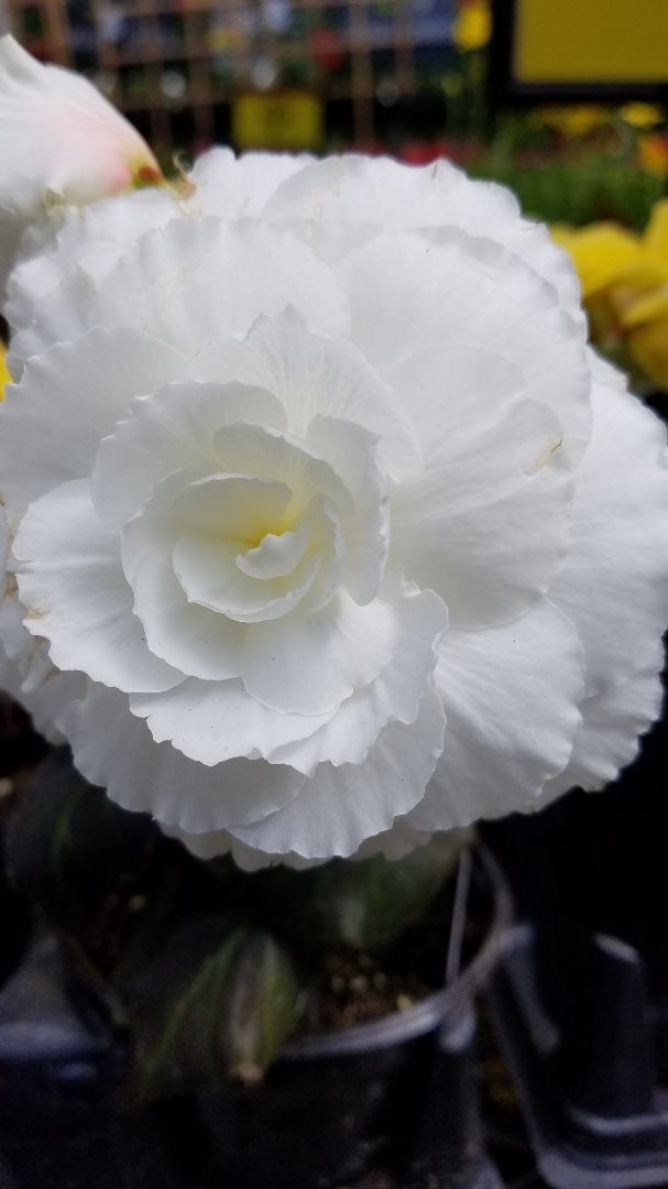 Click to View Larger