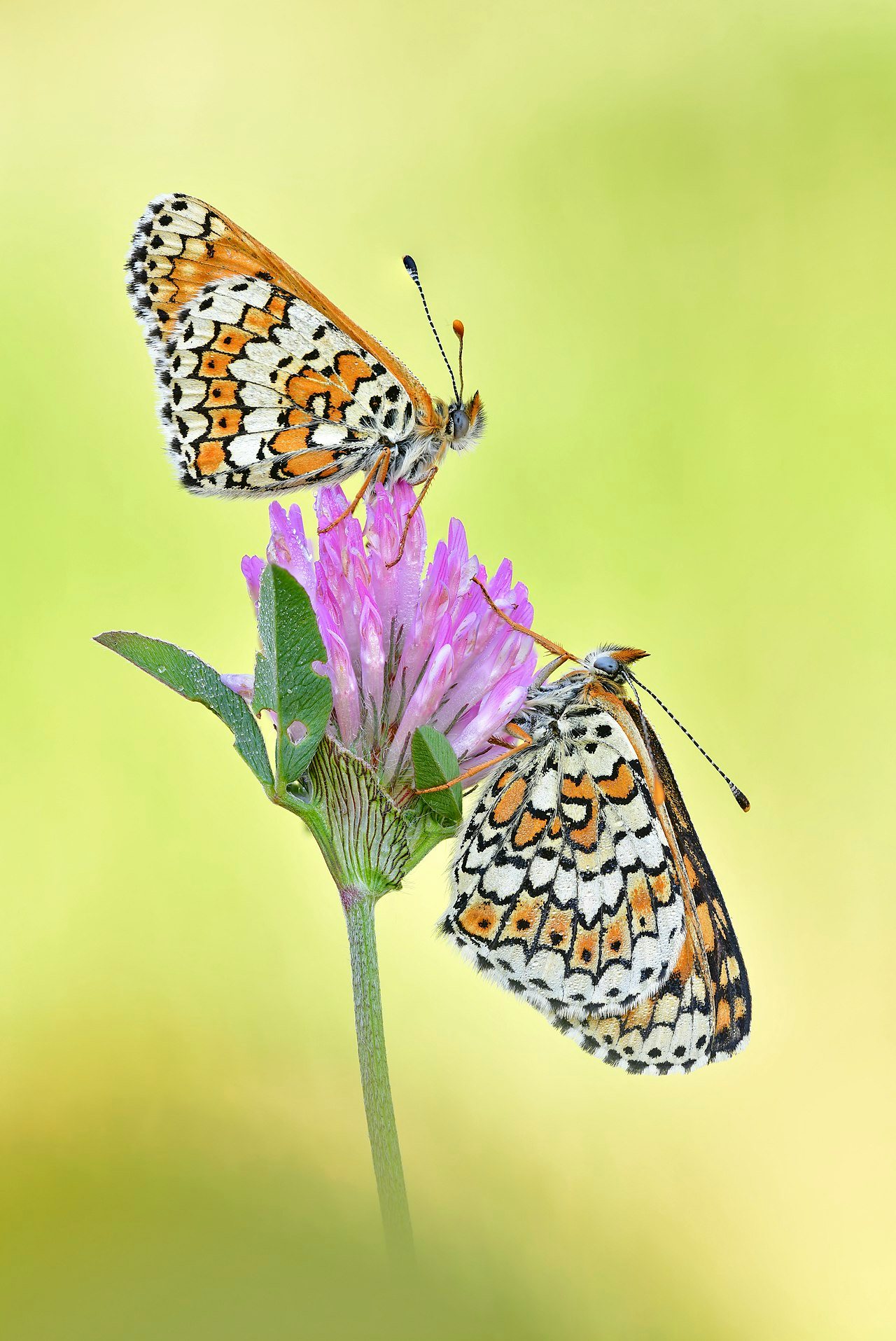 Click to View Larger