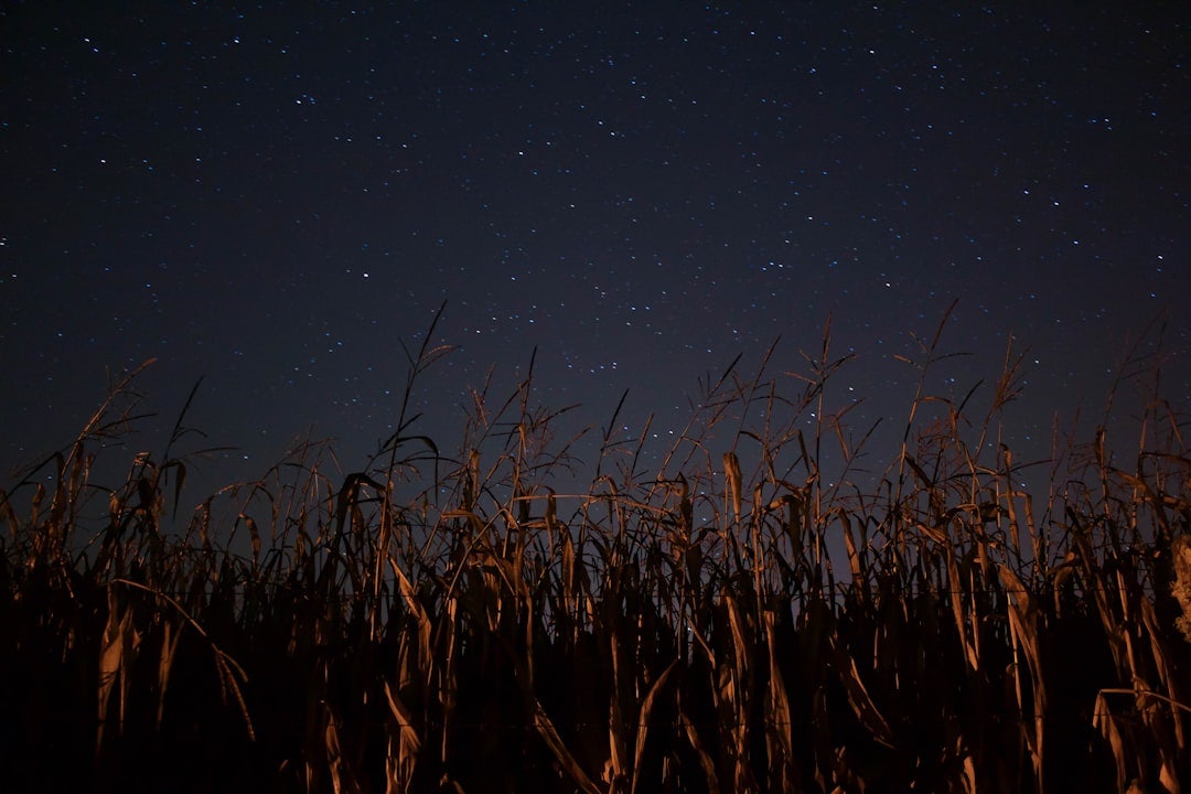 Click to View Larger