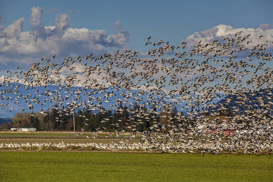 Click to View Larger