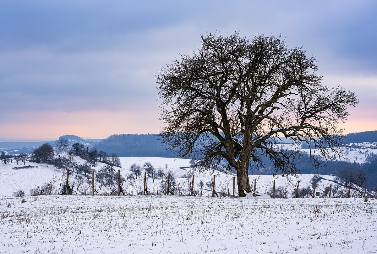 Click to View Larger